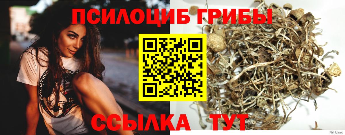 Псилоцибиновые грибы Psilocybe Саянск